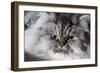 Portrait of Persian Cat-Lynn M^ Stone-Framed Photographic Print