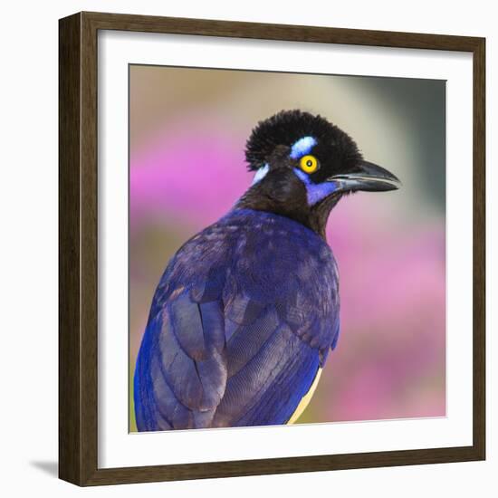 Portrait of plush-crested jay (Cyanocorax chrysops), Porto Jofre, Pantanal, Brazil-Panoramic Images-Framed Photographic Print