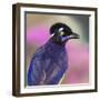 Portrait of plush-crested jay (Cyanocorax chrysops), Porto Jofre, Pantanal, Brazil-Panoramic Images-Framed Photographic Print