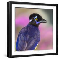 Portrait of plush-crested jay (Cyanocorax chrysops), Porto Jofre, Pantanal, Brazil-Panoramic Images-Framed Photographic Print