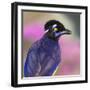 Portrait of plush-crested jay (Cyanocorax chrysops), Porto Jofre, Pantanal, Brazil-Panoramic Images-Framed Photographic Print