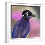Portrait of plush-crested jay (Cyanocorax chrysops), Porto Jofre, Pantanal, Brazil-Panoramic Images-Framed Photographic Print