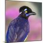 Portrait of plush-crested jay (Cyanocorax chrysops), Porto Jofre, Pantanal, Brazil-Panoramic Images-Mounted Photographic Print