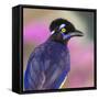 Portrait of plush-crested jay (Cyanocorax chrysops), Porto Jofre, Pantanal, Brazil-Panoramic Images-Framed Stretched Canvas