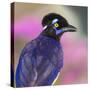 Portrait of plush-crested jay (Cyanocorax chrysops), Porto Jofre, Pantanal, Brazil-Panoramic Images-Stretched Canvas