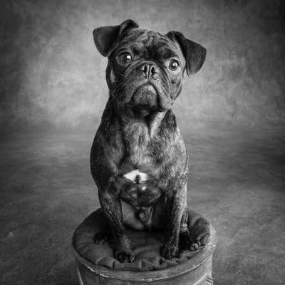 Pug and bulldog best sale mix
