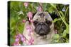 Portrait of Pug in Bleeding-Hearts, Rockton, Illinois, USA-Lynn M^ Stone-Stretched Canvas