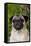 Portrait of Pug in Bleeding-Hearts, Rockton, Illinois, USA-Lynn M^ Stone-Framed Stretched Canvas
