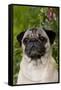 Portrait of Pug in Bleeding-Hearts, Rockton, Illinois, USA-Lynn M^ Stone-Framed Stretched Canvas