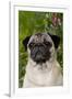 Portrait of Pug in Bleeding-Hearts, Rockton, Illinois, USA-Lynn M^ Stone-Framed Premium Photographic Print