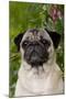 Portrait of Pug in Bleeding-Hearts, Rockton, Illinois, USA-Lynn M^ Stone-Mounted Premium Photographic Print