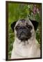 Portrait of Pug in Bleeding-Hearts, Rockton, Illinois, USA-Lynn M^ Stone-Framed Premium Photographic Print