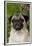 Portrait of Pug in Bleeding-Hearts, Rockton, Illinois, USA-Lynn M^ Stone-Framed Premium Photographic Print