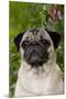 Portrait of Pug in Bleeding-Hearts, Rockton, Illinois, USA-Lynn M^ Stone-Mounted Premium Photographic Print