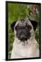 Portrait of Pug in Bleeding-Hearts, Rockton, Illinois, USA-Lynn M^ Stone-Framed Premium Photographic Print