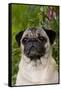 Portrait of Pug in Bleeding-Hearts, Rockton, Illinois, USA-Lynn M^ Stone-Framed Stretched Canvas