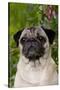 Portrait of Pug in Bleeding-Hearts, Rockton, Illinois, USA-Lynn M^ Stone-Stretched Canvas