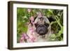 Portrait of Pug in Bleeding-Hearts, Rockton, Illinois, USA-Lynn M^ Stone-Framed Photographic Print