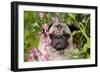 Portrait of Pug in Bleeding-Hearts, Rockton, Illinois, USA-Lynn M^ Stone-Framed Photographic Print