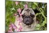 Portrait of Pug in Bleeding-Hearts, Rockton, Illinois, USA-Lynn M^ Stone-Mounted Photographic Print