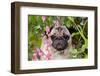 Portrait of Pug in Bleeding-Hearts, Rockton, Illinois, USA-Lynn M^ Stone-Framed Photographic Print