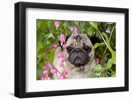 Portrait of Pug in Bleeding-Hearts, Rockton, Illinois, USA-Lynn M^ Stone-Framed Photographic Print