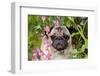 Portrait of Pug in Bleeding-Hearts, Rockton, Illinois, USA-Lynn M^ Stone-Framed Photographic Print