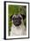 Portrait of Pug in Bleeding-Hearts, Rockton, Illinois, USA-Lynn M^ Stone-Framed Photographic Print