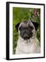 Portrait of Pug in Bleeding-Hearts, Rockton, Illinois, USA-Lynn M^ Stone-Framed Photographic Print