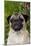 Portrait of Pug in Bleeding-Hearts, Rockton, Illinois, USA-Lynn M^ Stone-Mounted Photographic Print