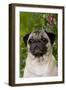 Portrait of Pug in Bleeding-Hearts, Rockton, Illinois, USA-Lynn M^ Stone-Framed Photographic Print