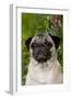 Portrait of Pug in Bleeding-Hearts, Rockton, Illinois, USA-Lynn M^ Stone-Framed Photographic Print