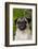 Portrait of Pug in Bleeding-Hearts, Rockton, Illinois, USA-Lynn M^ Stone-Framed Photographic Print