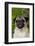 Portrait of Pug in Bleeding-Hearts, Rockton, Illinois, USA-Lynn M^ Stone-Framed Photographic Print