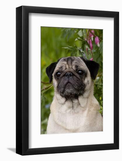 Portrait of Pug in Bleeding-Hearts, Rockton, Illinois, USA-Lynn M^ Stone-Framed Photographic Print