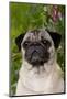 Portrait of Pug in Bleeding-Hearts, Rockton, Illinois, USA-Lynn M^ Stone-Mounted Photographic Print