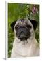 Portrait of Pug in Bleeding-Hearts, Rockton, Illinois, USA-Lynn M^ Stone-Framed Photographic Print