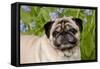 Portrait of Pug in Virginia Bluebells, Rockton, Illinois, USA-Lynn M^ Stone-Framed Stretched Canvas