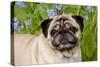 Portrait of Pug in Virginia Bluebells, Rockton, Illinois, USA-Lynn M^ Stone-Stretched Canvas