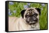 Portrait of Pug in Virginia Bluebells, Rockton, Illinois, USA-Lynn M^ Stone-Framed Stretched Canvas