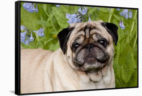 Portrait of Pug in Virginia Bluebells, Rockton, Illinois, USA-Lynn M^ Stone-Framed Stretched Canvas