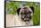 Portrait of Pug in Virginia Bluebells, Rockton, Illinois, USA-Lynn M^ Stone-Framed Stretched Canvas