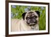 Portrait of Pug in Virginia Bluebells, Rockton, Illinois, USA-Lynn M^ Stone-Framed Photographic Print