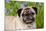 Portrait of Pug in Virginia Bluebells, Rockton, Illinois, USA-Lynn M^ Stone-Mounted Photographic Print