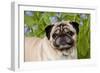 Portrait of Pug in Virginia Bluebells, Rockton, Illinois, USA-Lynn M^ Stone-Framed Photographic Print