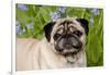 Portrait of Pug in Virginia Bluebells, Rockton, Illinois, USA-Lynn M^ Stone-Framed Photographic Print