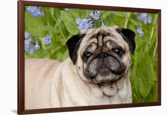 Portrait of Pug in Virginia Bluebells, Rockton, Illinois, USA-Lynn M^ Stone-Framed Photographic Print