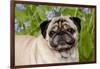 Portrait of Pug in Virginia Bluebells, Rockton, Illinois, USA-Lynn M^ Stone-Framed Photographic Print