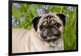 Portrait of Pug in Virginia Bluebells, Rockton, Illinois, USA-Lynn M^ Stone-Framed Photographic Print