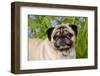 Portrait of Pug in Virginia Bluebells, Rockton, Illinois, USA-Lynn M^ Stone-Framed Photographic Print